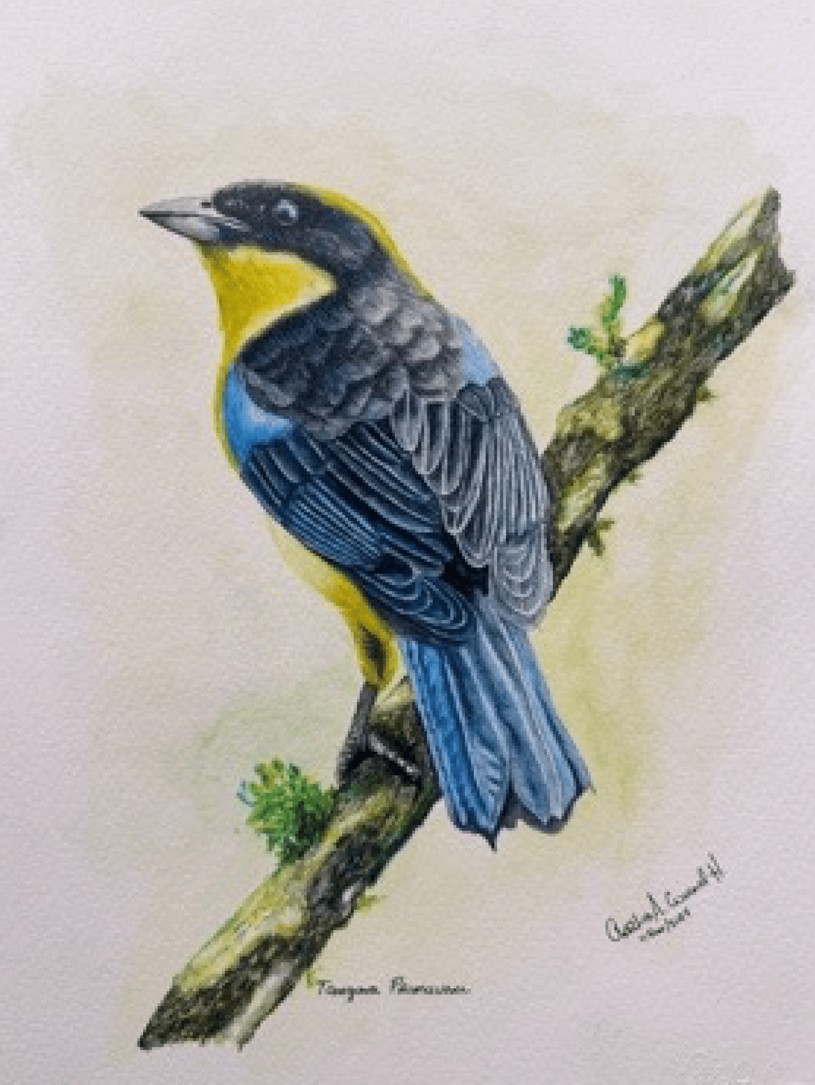 LA TANGARA PRIMAVERA