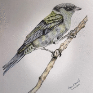 LA TANGARA CAPIROTADA