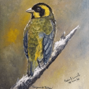 LA TANGARA DE TATAMA