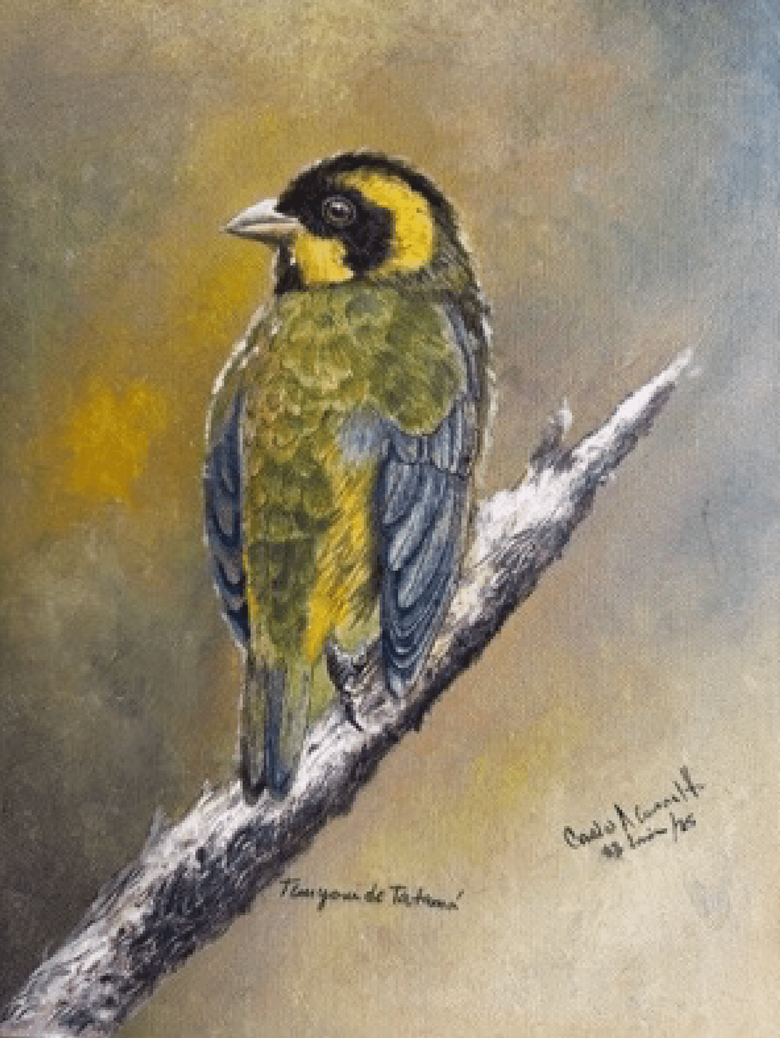 LA TANGARA DE TATAMA